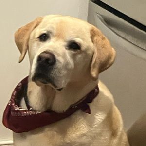 Meet your Posher, Stella